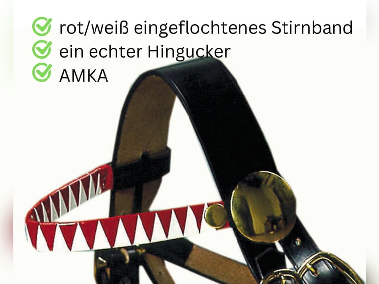 Zierhalfter Prunkhalfter Showzaum Fahrhalfter Messing für Kaltblut - Noriker usw.