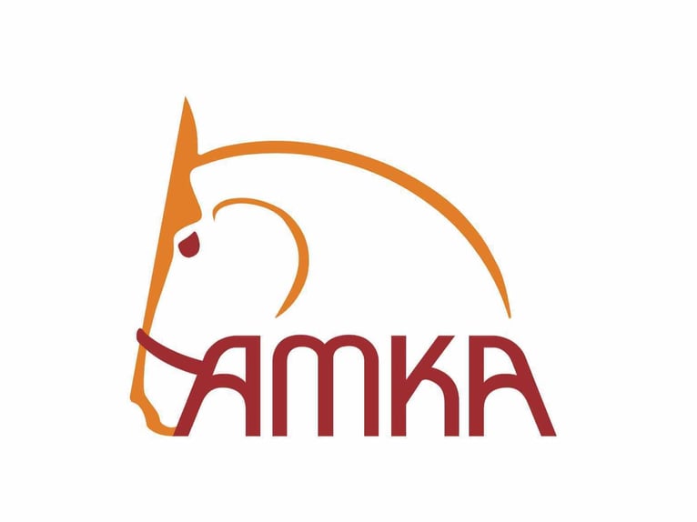 Zierhalfter Prunkhalfter Showzaum Fahrhalfter Messing für Kaltblut - Noriker usw.