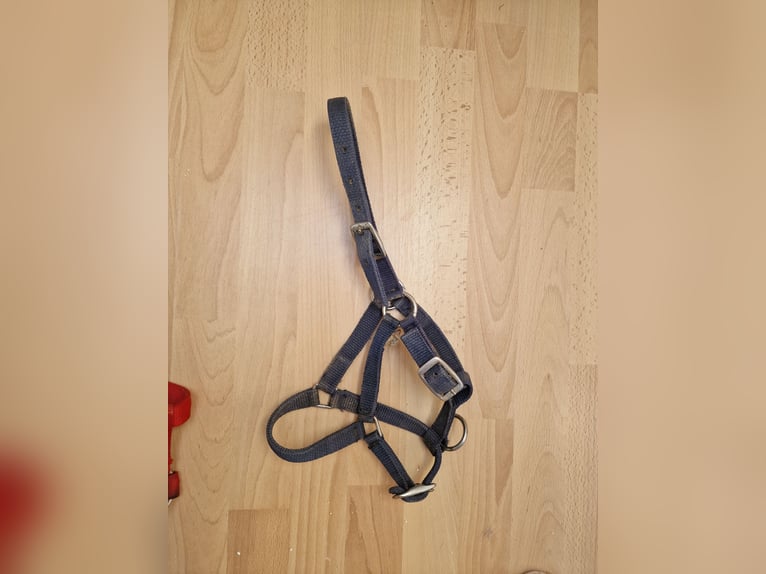 2 Shetty halfter rot /blau