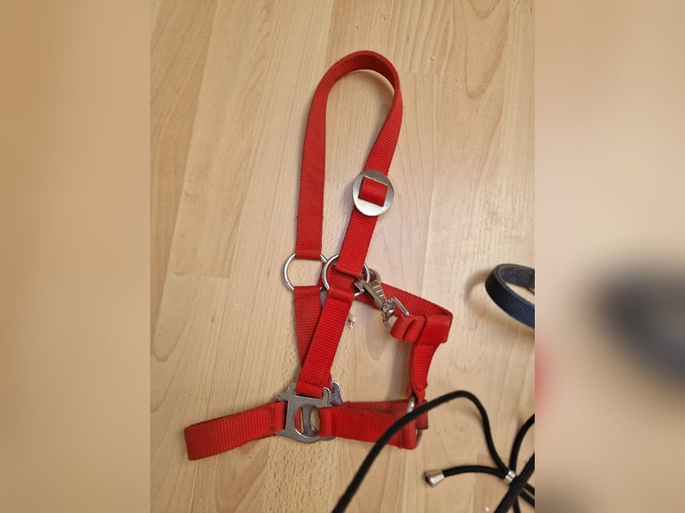 2 Shetty halfter rot /blau