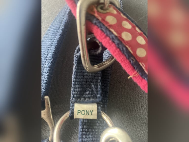 Blau Pinkes Pony Halfter