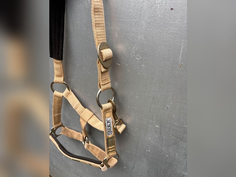 Eskadron beige Karo Halfter Pony 