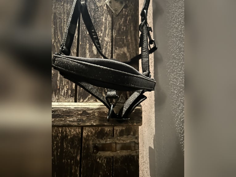 Glitzerhalfter Pony Horse Guard