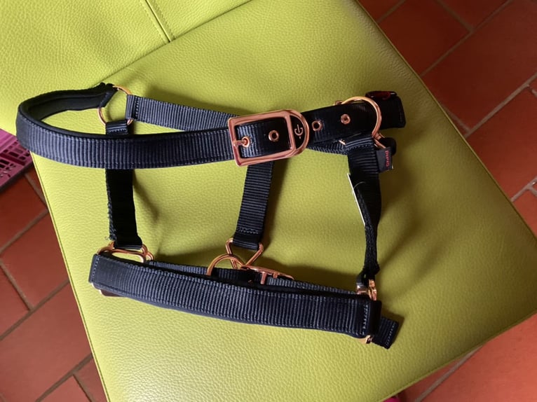 Halfter für ein Shetty, neu, Farbe blau/rose (nicht nur merken )