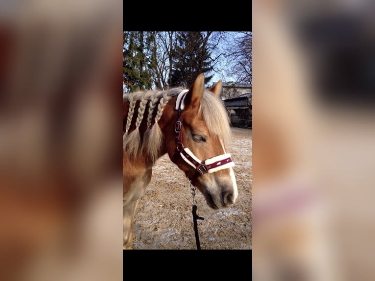 Halfter in  Bordorot , Größe: Pony