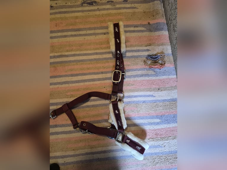 Halfter in  Bordorot , Größe: Pony