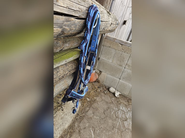 HKM Ponyhalfter + Strick in Blau