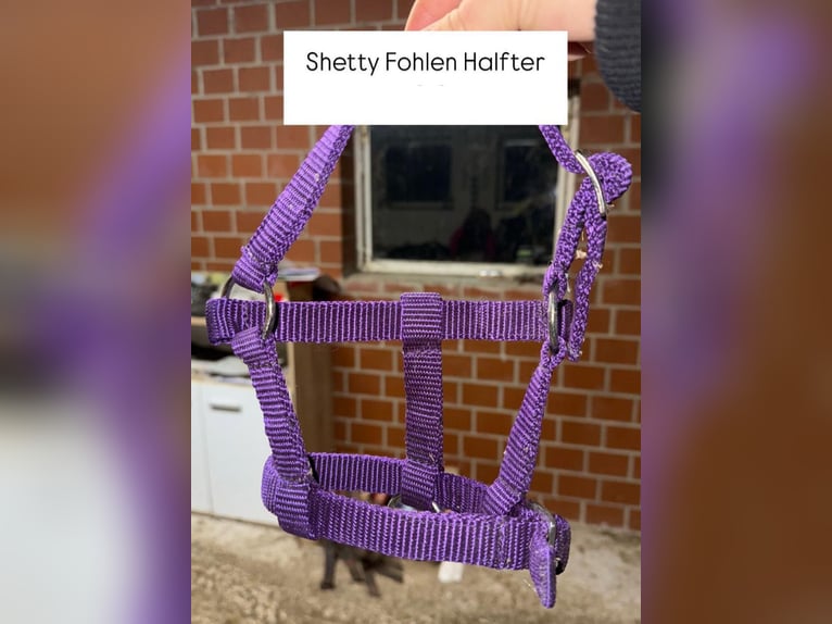 Shetty Fohlen Halfter Shetty Fohlen Halfter