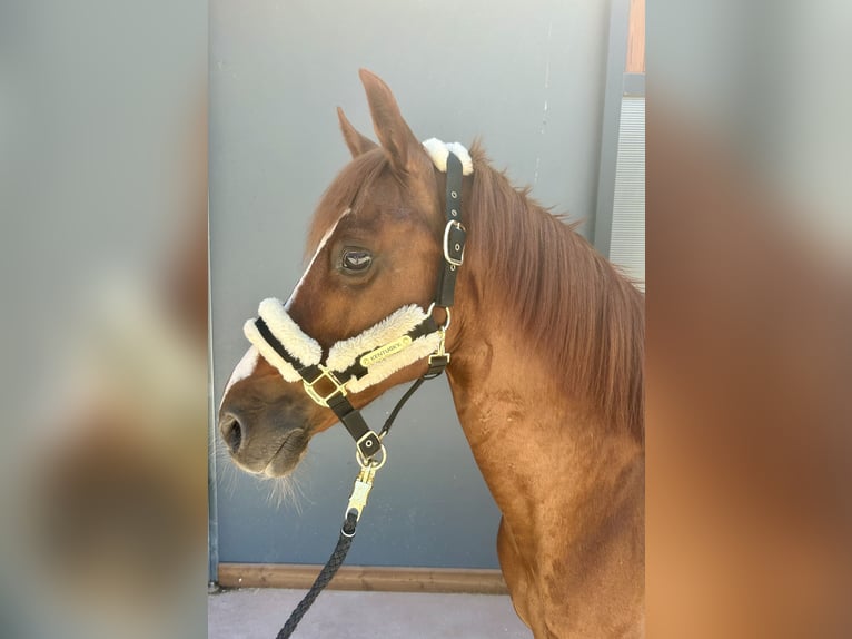 Tolles Ponyhalfter von KENTUCKY 
