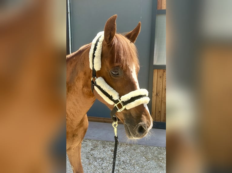 Tolles Ponyhalfter von KENTUCKY 