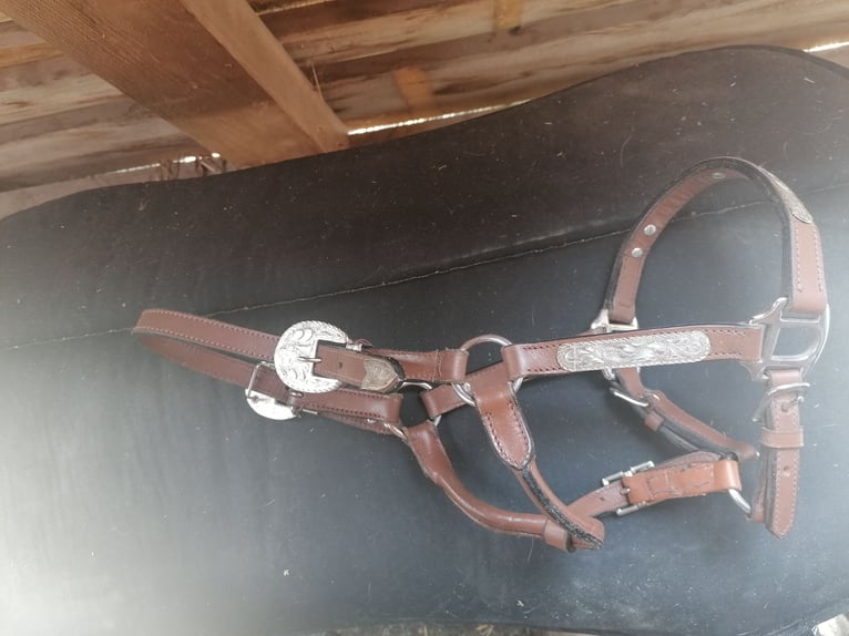 Western Show Halfter Jährling