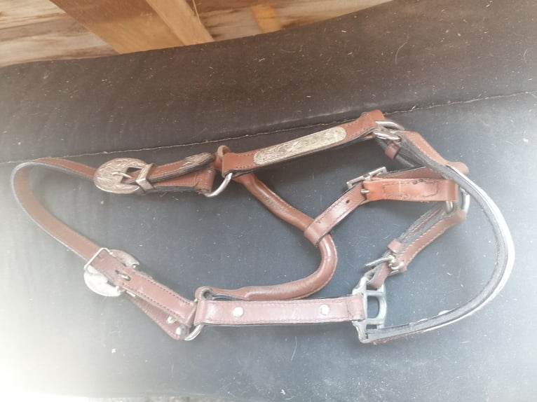 Western Show Halfter Jährling