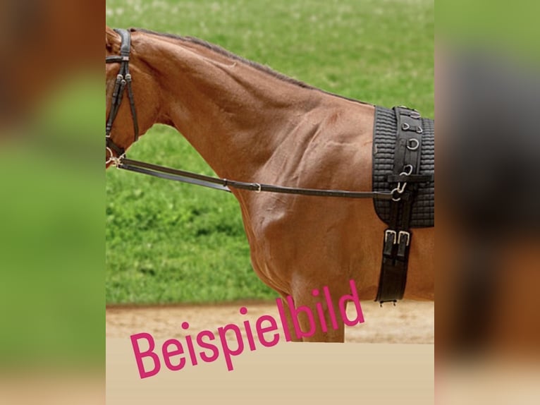 Ausbinder ohne Gummiring