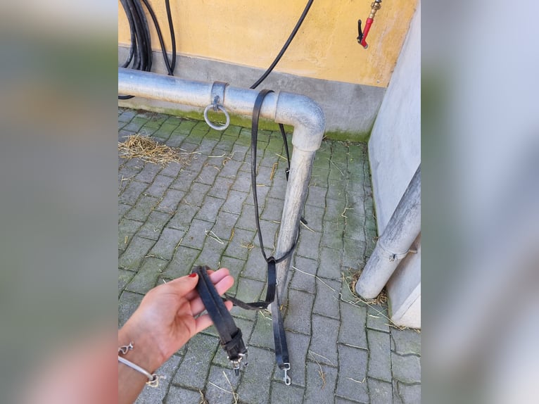 Martingal zu verkaufen