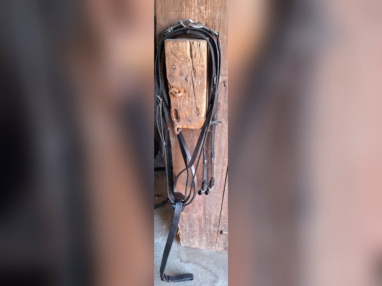 Thidemannzügel / Köhlerzügel - Leder schwarz mit Zügeln