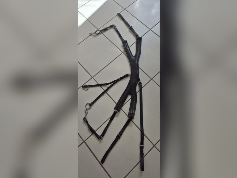 Passier Vorderzeug Auriga