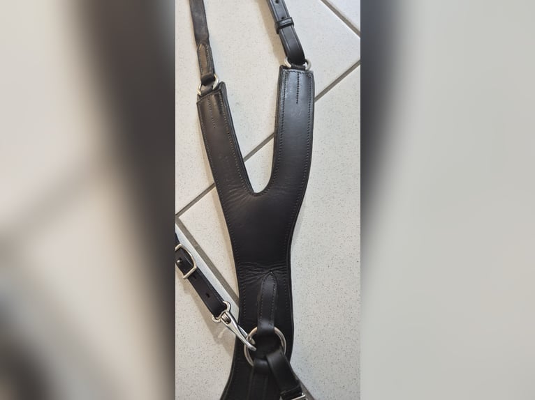 Passier Vorderzeug Auriga