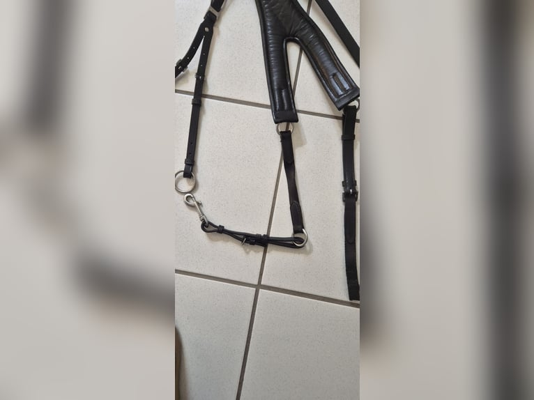 Passier Vorderzeug Auriga