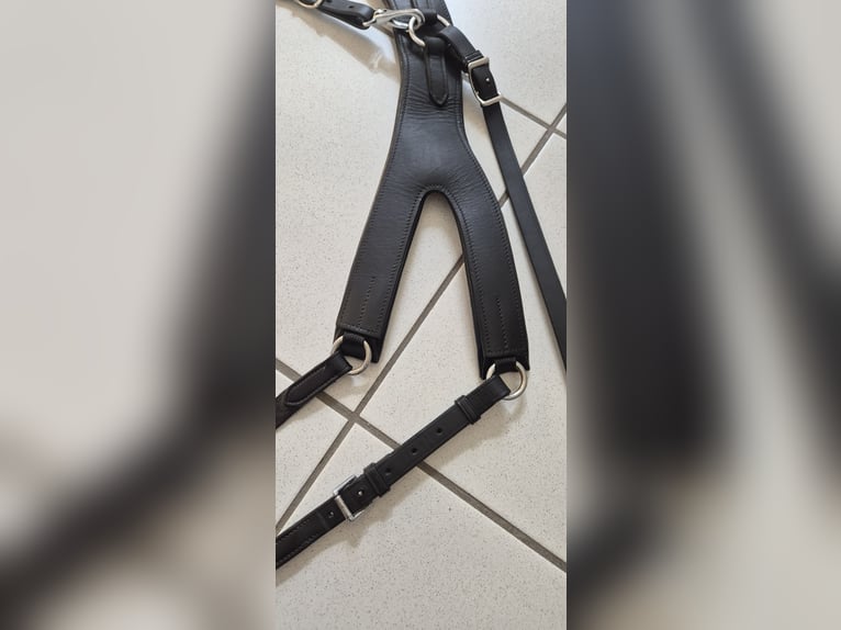 Passier Vorderzeug Auriga