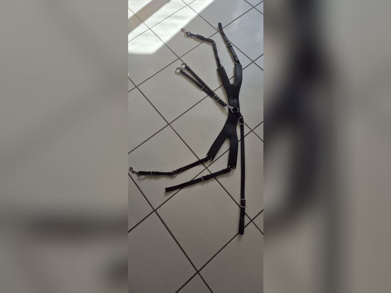 Passier Vorderzeug Auriga