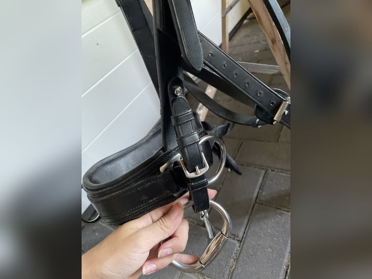 Busse Kappzaum mit Gebiss (wenn gewünscht)