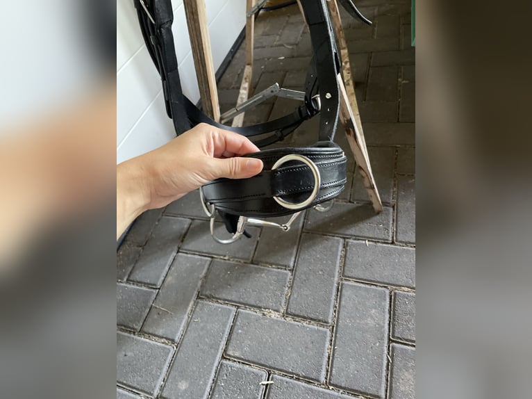 Busse Kappzaum mit Gebiss (wenn gewünscht)