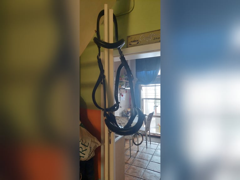 Kappzaum Kiefer,  schwarz Warmblut