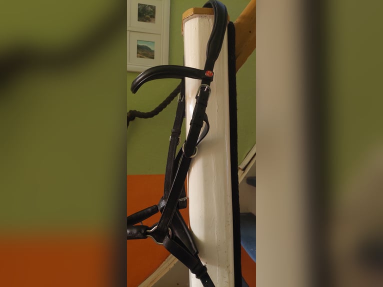 Kappzaum Kiefer,  schwarz Warmblut