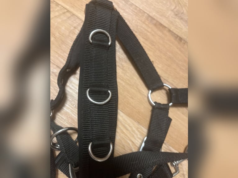 schwarze Kappzaum showmaster cob