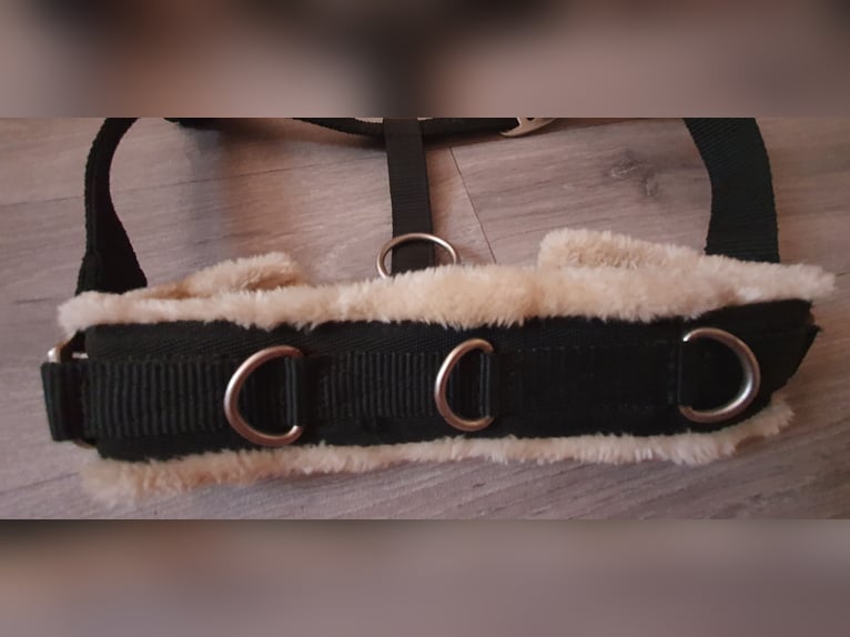 Stall & Longierhalfter Größe Full