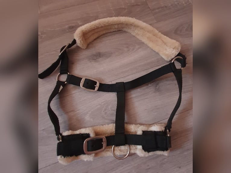 Stall & Longierhalfter Größe Full