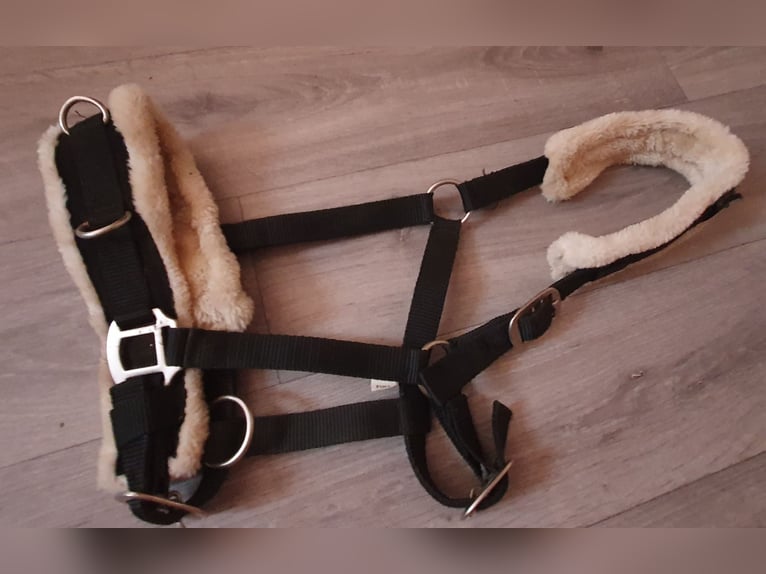 Stall & Longierhalfter Größe Full