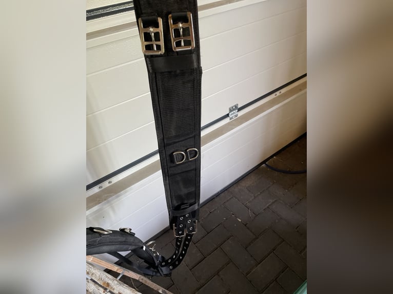 Busse Longiergurt mit Ausbindern Größe M