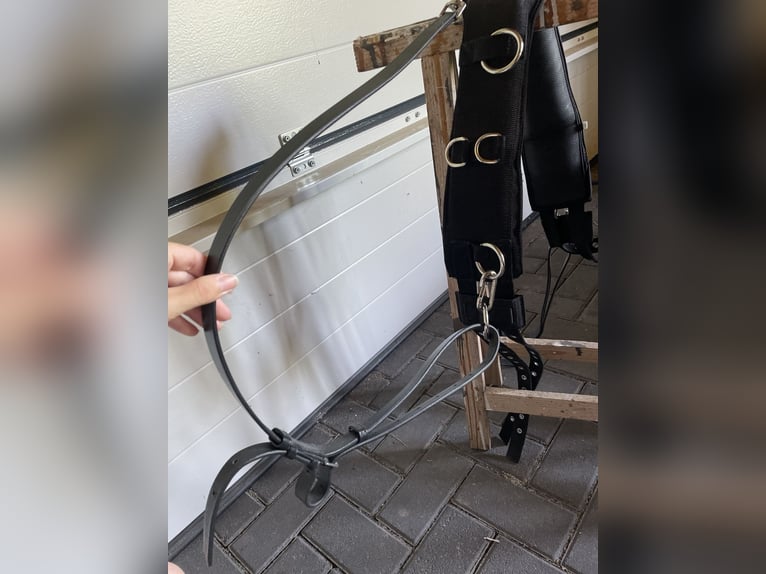 Busse Longiergurt mit Ausbindern Größe M