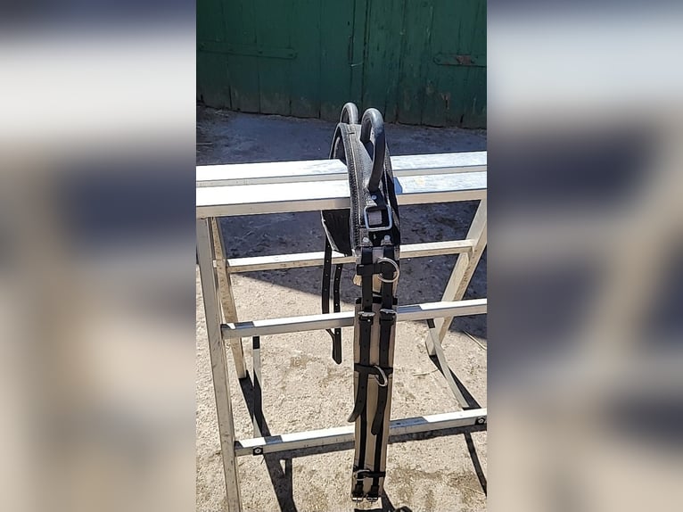 Longiergurt mit Ausbindern in Größe Pony. neuw.