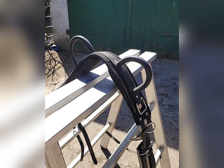 Longiergurt mit Ausbindern in Größe Pony. neuw.