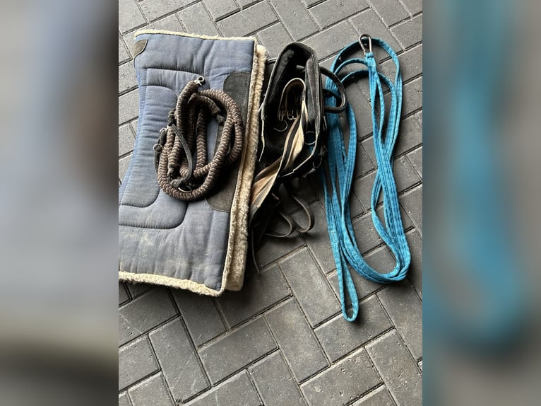 Longierset abzugeben Longierset abzugeben
