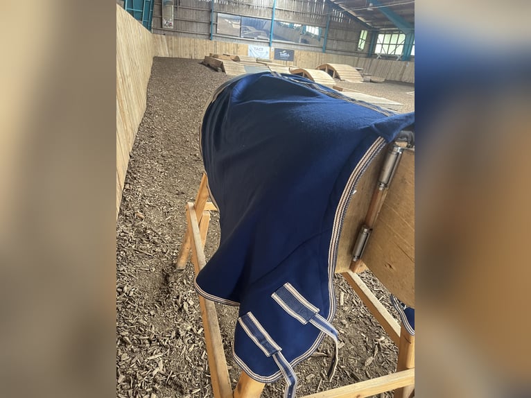Abschwitzdecke für Shettys