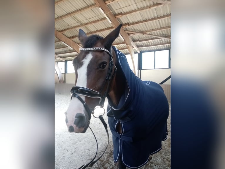 Absolute Rarität: High Quality Fleece Abschwitzdecke mit Halsteil Navy (Limitiert / Nicht im Handel