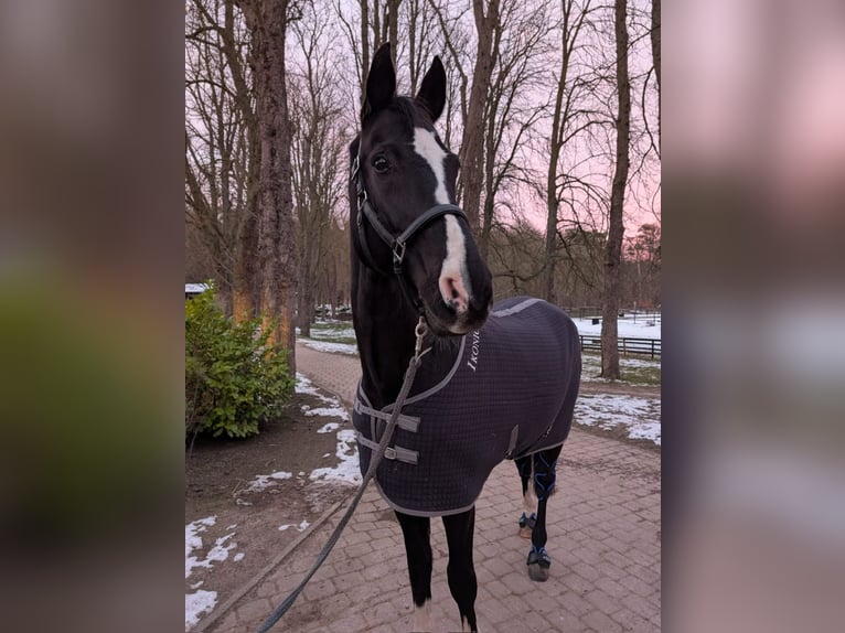 Ikonic Quilt Abschwitzdecke Stalldecke gesteppt blau L Kreuzgurte