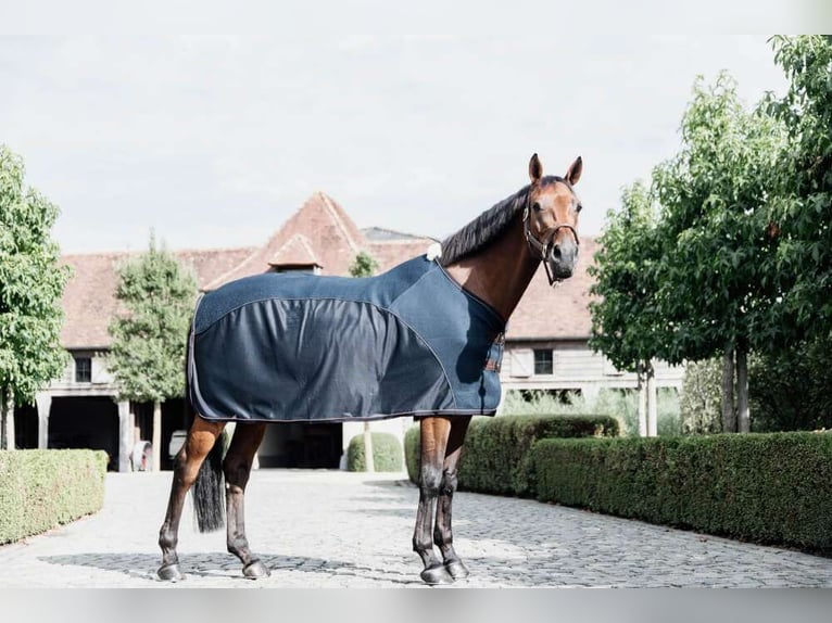 Kentucky Horsewear Abschwitz- und Fliegendecke Mesh Combo Cooler Sheet Grösse 155