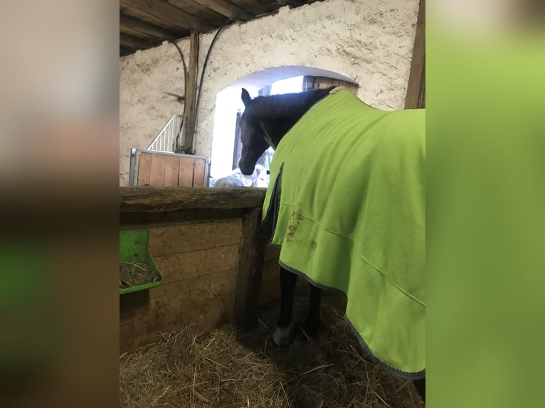 Verschiedene Abschwitzdecken 125