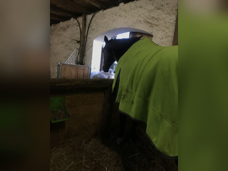 Verschiedene Abschwitzdecken 125