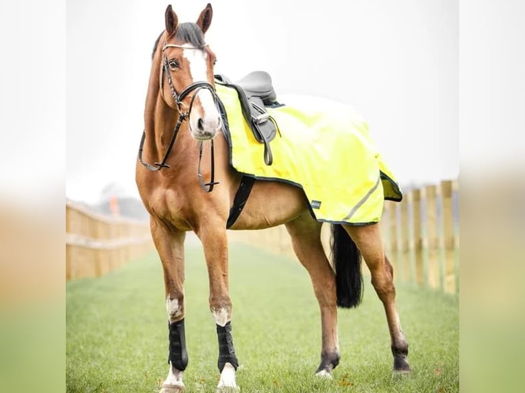 Neu+ovp! BUSSE REGEN-AUSREITDECKE 145cm! Inkl. Versand!