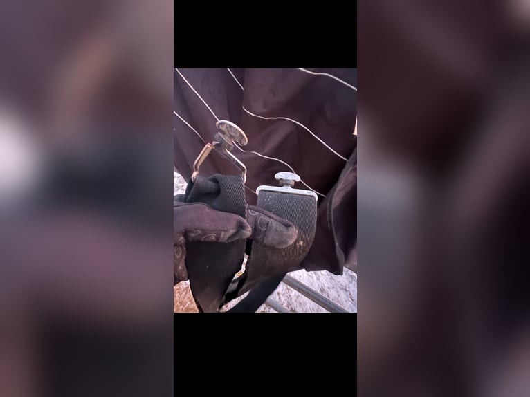 Waldhausen Führmaschinendecke Walker Decke Reflex Fleece 135 cm