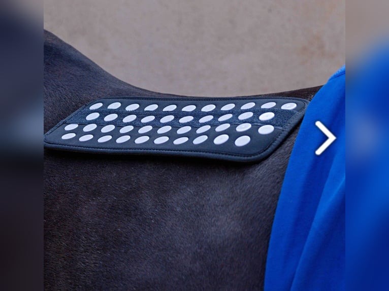 ACCUHORSEMAT DECKE ORIGINAL 