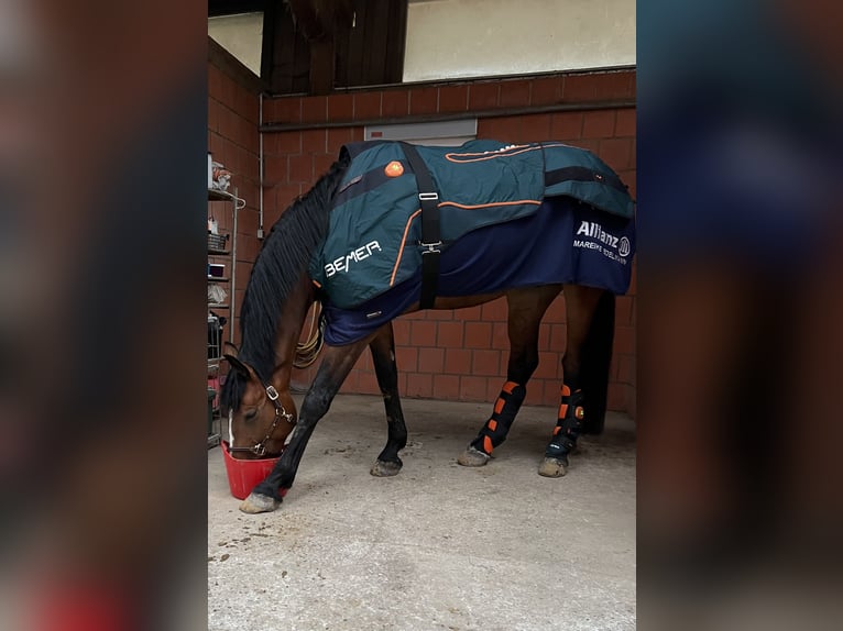 Bemer Horse Set 8/2023