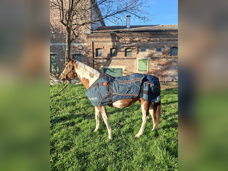 Bemer horse set