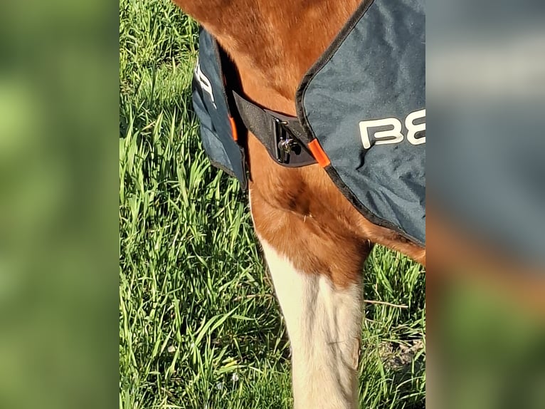 Bemer horse set