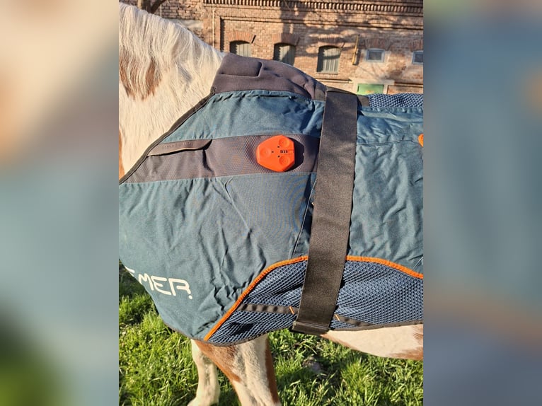 Bemer horse set